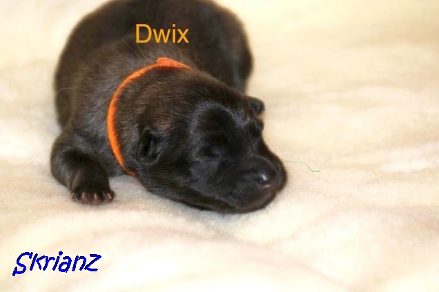 16.2.2021 - Dwix 💙